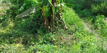 chủ gởi bán miếng đất ruộng xã loan mỹ huyện tam bình vlong