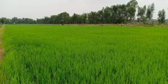 Kẹt ngân hàng cần bán gấp 6700m2 đất lúa Thạnh Hòa, Tân Phước