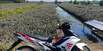 Chính chủ cần bán gấp Đất mặt tiền lộ nhựa Hưng Phú, Hưng Thạnh, Tân Phước