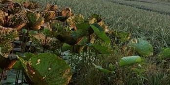 Cần ra gấp 13 công đất khóm tơ, nhà cấp 4 mặt tiền Xã tân lập 2,huyện Tân Phước