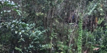 Cần bán gấp đất trồng cây lâu năm ấp Tân Hoà, Tân Lập 2, Tân Phước, Tiền Giang