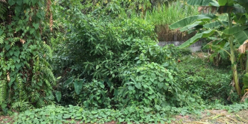 Trường An, Dt 7,2x14 = 100 m2 ( có 50 m2 thổ ), Lộ nhựa 5 mét