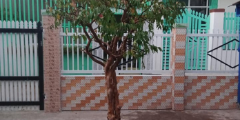 Cho thuê nhà nguyên căn ở Long Bình, An Hải, Ninh Phước, Ninh Thuận