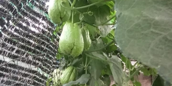 Tôi cần bán 3 nền đất 5x35m thuộc P.Lộc Phát, Tp Bảo Lộc giá chỉ 1,5 tỷ/3 nền.