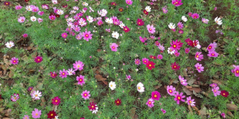 Đát siêu đẹp vùng ven Đà Lạt, 730m chỉ 3.45 tỷ, thổ cư 250 SHR