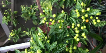 Cần tiền trả nợ bán gấp 558,8m2 đất view sông Đại Nga cách đường DT725 hơn 100m