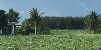 Chính chủ cần bán gấp lô thị trấn Dương Minh Châu, Tây Ninh giá 330 triệu