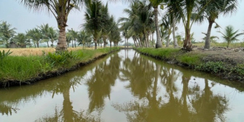 Vườn dừa xã Phú Đông mặt tiền đường dự kiến.