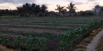 Đất nông nghiệp chính chủ phía sau chợ nông sản - TẤN TÀI PHAN RANG