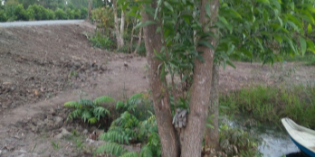 Bán 13.000m đất trồng mít đường xe hơi