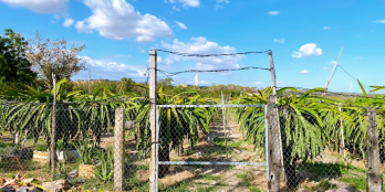 Cần bán 1100m2 đất sẵn 200m2 thổ cư gần Bàu Trắng - Hoà Thắng, Bắc Bình