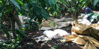 Chính chủ bán đất Café Bảo Lâm, Lâm Đồng dt 2800m2, D.thu 300 triệu/năm