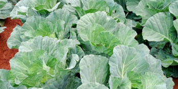 Bán đất 3 nền biệt thự view Sông, tặng vườn trái cây, giá đầu tư tại Bảo Lộc