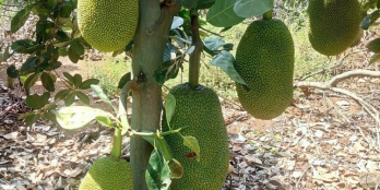 E cần bán 4.600m2 vườn trái cây sai trĩu quả giá chỉ 3,7 tỷ tại Lâm Đồng.