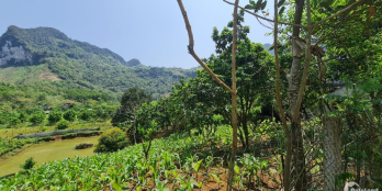 CẦN BÁN LÔ ĐẤT VIEW CHƯA QUA ĐẦU TƯ, ĐÀ BẮC, HÒA BÌNH