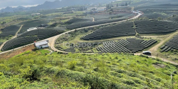 Bán đất nằm trong quần thể du lịch Đồi Chè Trái Tim Mộc Châu