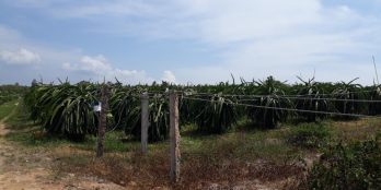 Bán ngộp 800 triệu, lô gần 7000m2 gần liên huyện - liên xã. Vuông vức, sẵn sổ