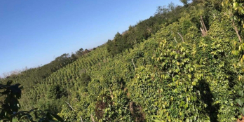 Bán rẫy 2 mặt tiền với nguồn thu khủng 2 tỷ/1 năm