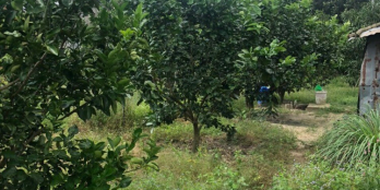 CHỈ 1 TỶ 9 - BÁN VƯỜN BƯỞI, XOÀI MẶT TIỀN TL8 - TẶNG NHÀ CẤP 4