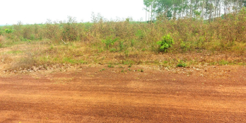 cần bán gấp 2 lô sào giá hạt dẻ bình phước