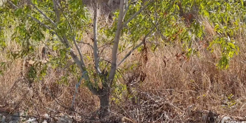 MT3587 Bán lô đất DT 7100m2 có 2 mặt tiền xã Long Sơn, tp Vũng Tàu, BR- VT