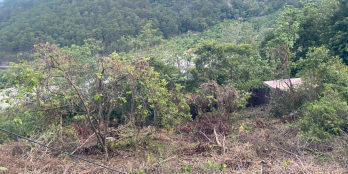 Cần bán đất mặt tiền đường Mimosa, Phường 10, thành phố Đà Lạt