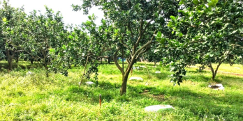 Cần bán vườn bưởi 1082m2 (23.5x46), đường bê tông, sổ hồng riêng.