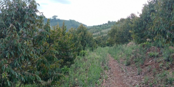 CHÍNH CHỦ CẦN BÁN GẤP RẪY TRỒNG SẦU RIÊNG NĂM THỨ 6 TẠI LÂM ĐỒNG