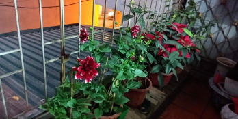 Bán nhà riêng, diện tích 50m2, tại Long Biên Hà Nội, với giá 4,7 tỷ