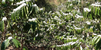 cần bán đất vườn cà phê - đức trọng- lâm đồng