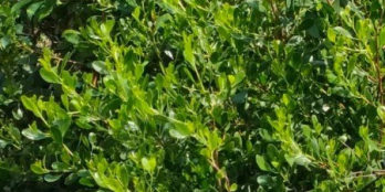 Cần bán đất có nhà ở tại xã Xuân Hải, thị xã Sông Cầu, tỉnh Phú Yên