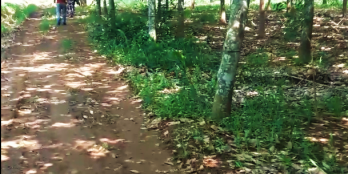 Cần bán 1,1 mẫu - Phú Giáo, Bình Dương, xã an long