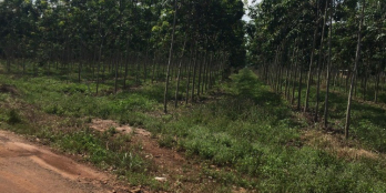 CẦN BÁN LÔ ĐẤT 4 HÉC MẶT TIỀN DT792 NHỰA, ĐẤT SẴN CAO SU