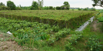 Bán gấp 1680m2 đất 20m mặt tiền Cờ Đỏ, Cần Thơ. Có thổ cư.