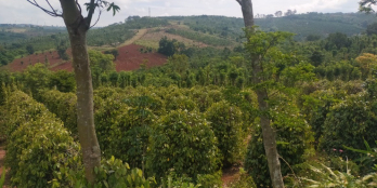 Chỉ 3 phút đến thị trấn, đi qua 200m cung đồi thông,thu 600 triệu/năm,