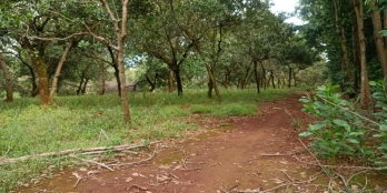 Cần bán rẫy - 10ha + 3ha + 1ha. Ba vị trí đều có đường dài theo đất