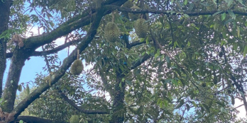 Chỉ còn 1 lô DUY NHẤT đất sào Tân Phước Đối diện KCN Tân Phước (0909348765)