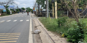 RẺ NHẤT CỦ CHI MẶT TIỀN TỈNH LỘ 7 THỔ CƯ 15X20 GIÁ 1.35 TỶ SHR BÁN GẤP