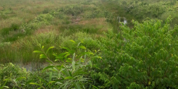 Đất vườn Long An 20000m2. Đường ôtô 5m khu C Thạnh Lợi, Bến Lức, Long An