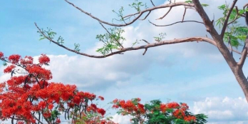 Đất nông nghiệp vùng ven Sài Gòn