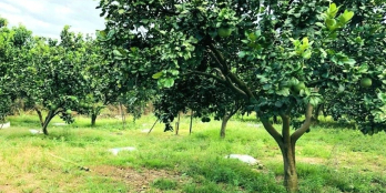 Bán nhanh vườn bưởi Da Xanh 1620 hai mặt tiền, nở hậu, có sẵn hàng rào B40.