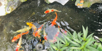 Bán nhà mái thái ngang 7m dài 21 thuộc khu gia đình cán bộ quân đoàn 4 tân phong