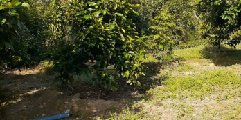 Bán Đất Vườn Cây Ăn Trái Đẹp tại Đạ Huoai, Lâm Đồng đầu tư sinh lời 100%