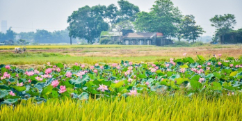 Cần Bán Nhanh 3 Lô Liền Kề View Cánh Đồng Mát Mẻ