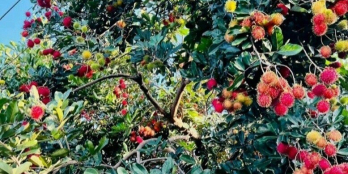 Chính chú bán đất nhà vườn trái cây 1,8tr/m2