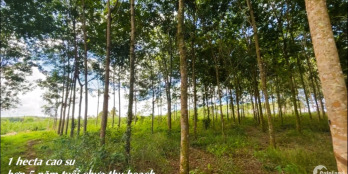 2,66ha đất cao su chưa thu, View đập lớn, đường oto, gần trung tâm xã