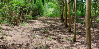 Bán đất sổ đỏ chính chủ, 902m2 (thổ cư: 100m2), Trường Hòa(Hòa Thành), 1.950 tỷ