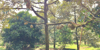 D121 - (17,714 tỷ) bán vườn sầu riêng trĩu quả, đất phủ hồng tại TT. Long Giao