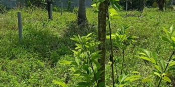 Chốt nhanh lô đất tại thị xã Sông Cầu, Phú Yên.