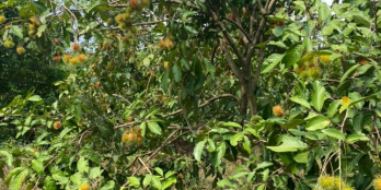 Tôi cần bán lô đất vườn trồng nhiều loại cây ăn quả